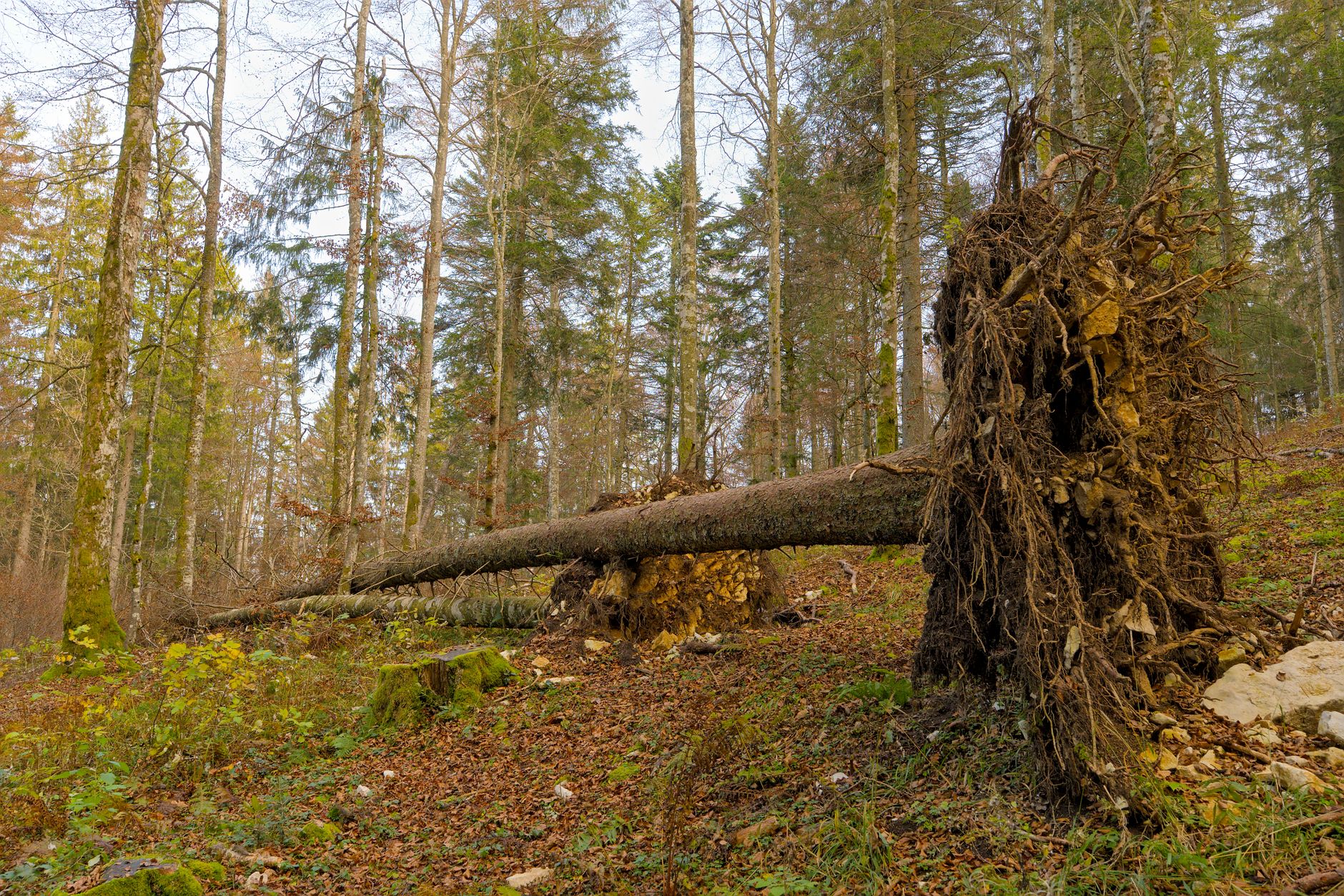 Enlèvement arbre urgence équipe à Lorient